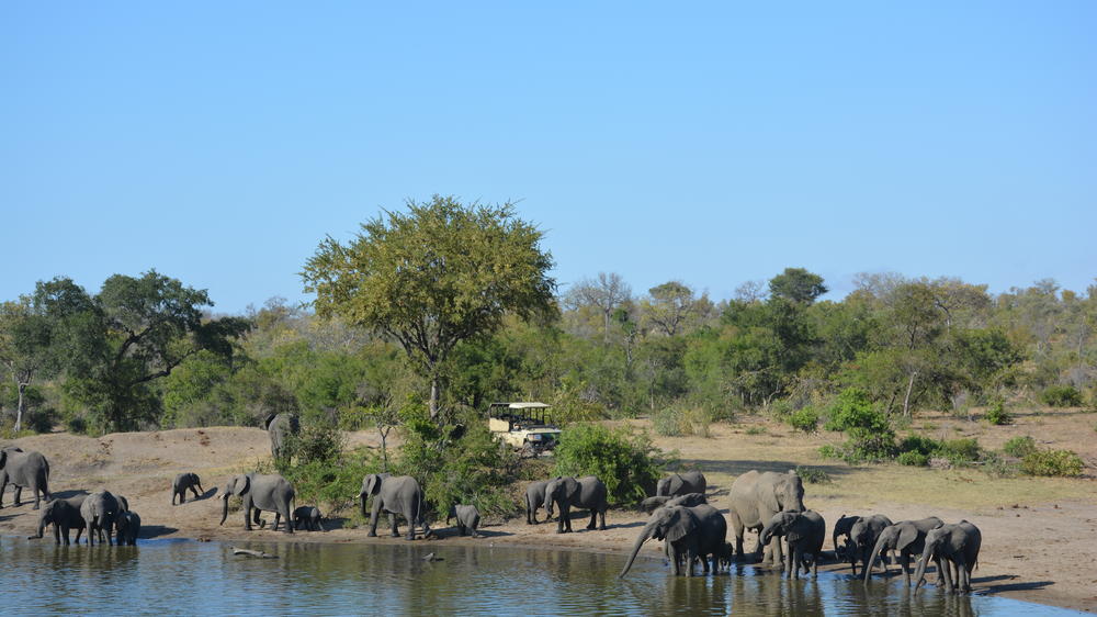 Plains Camp Home of Rhino Walking Safaris