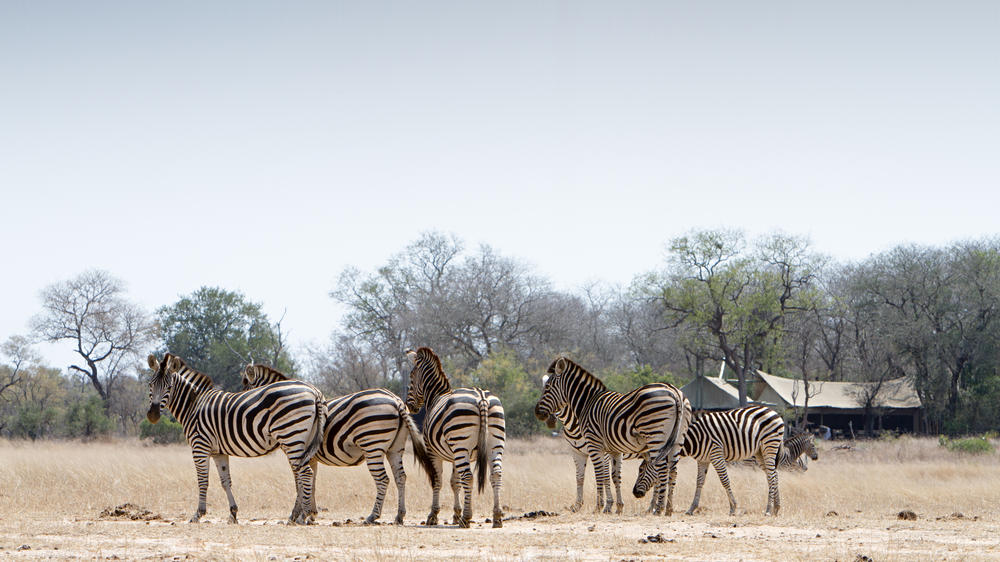 Plains Camp Home of Rhino Walking Safaris