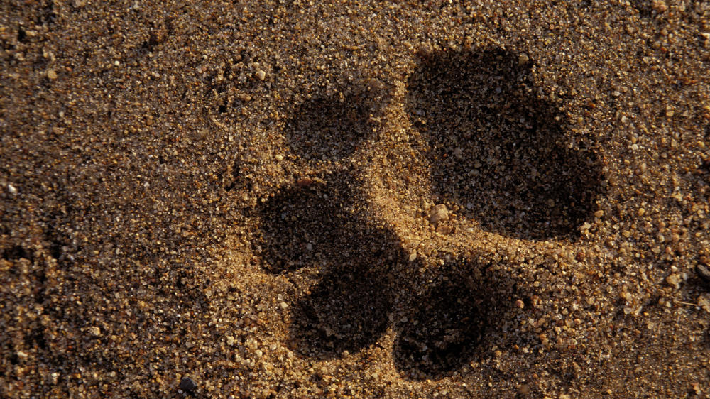 Plains Camp Home of Rhino Walking Safaris