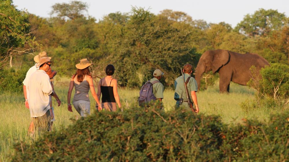 Plains Camp Home of Rhino Walking Safaris