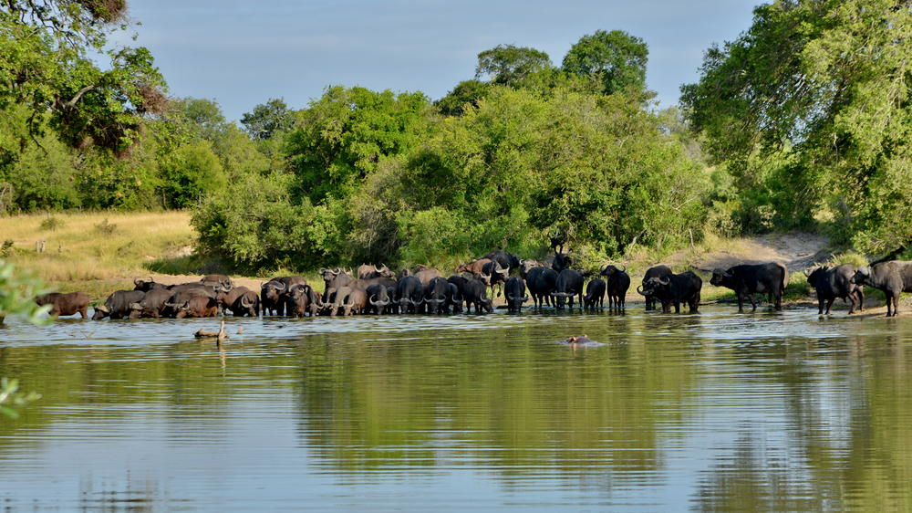 Plains Camp Home of Rhino Walking Safaris