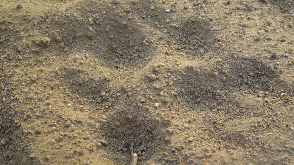 Plains Camp Home of Rhino Walking Safaris