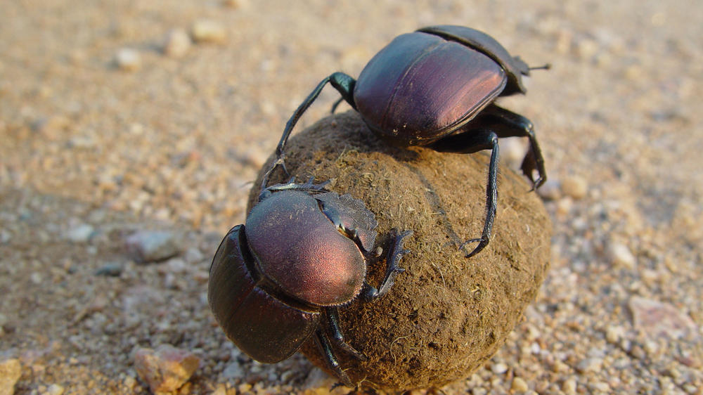 Plains Camp Home of Rhino Walking Safaris