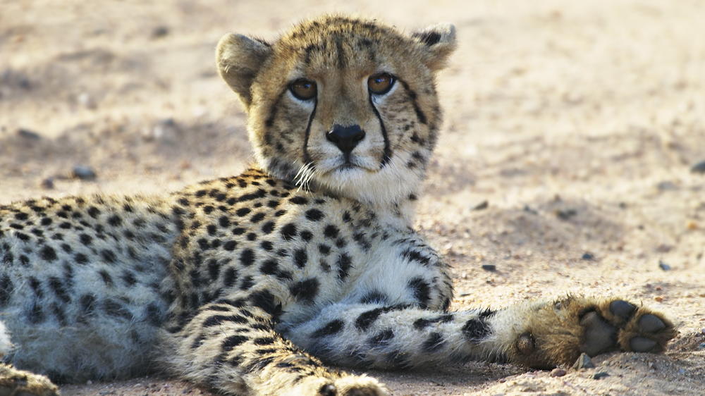 Plains Camp Home of Rhino Walking Safaris