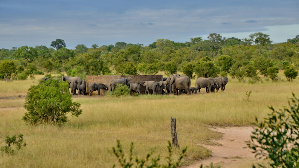 Plains Camp Home of Rhino Walking Safaris
