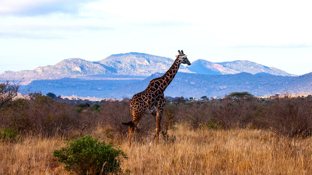 Tsavo West National Park