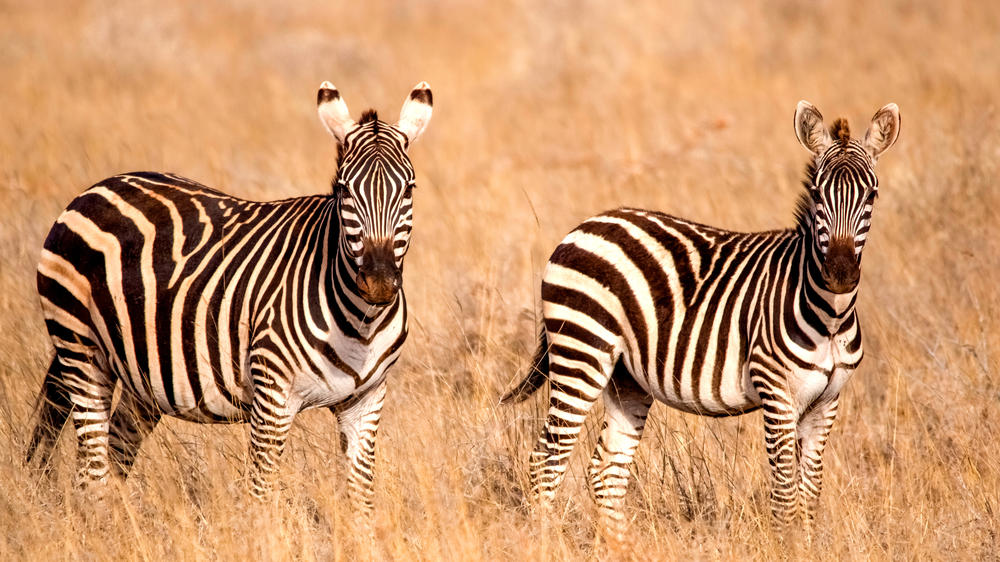 Tsavo West National Park