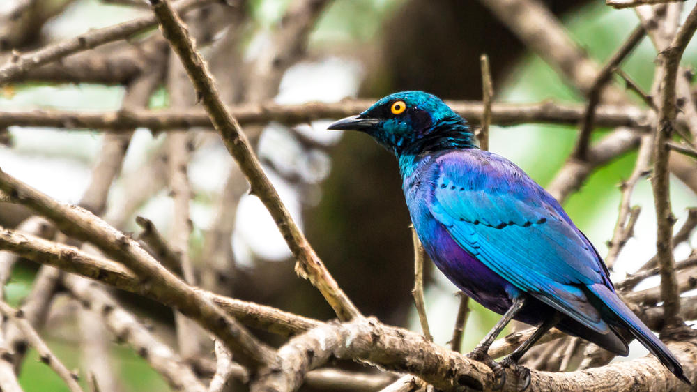 Tsavo West National Park