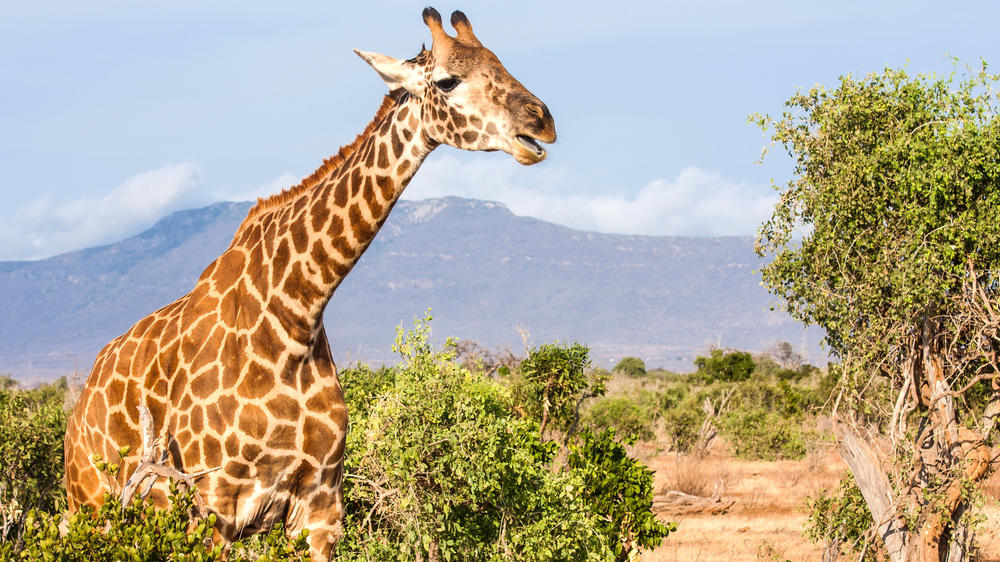 Tsavo East National Park