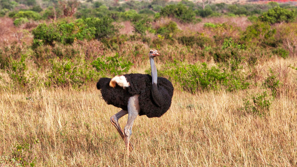 Tsavo East National Park