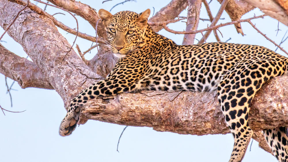 Tsavo East National Park