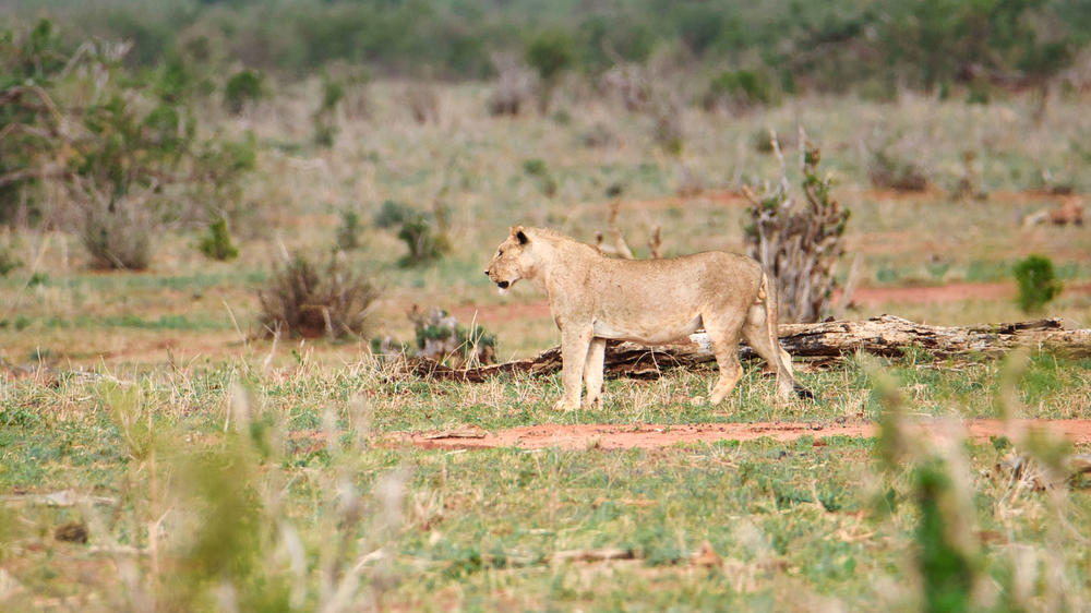 Tsavo East National Park