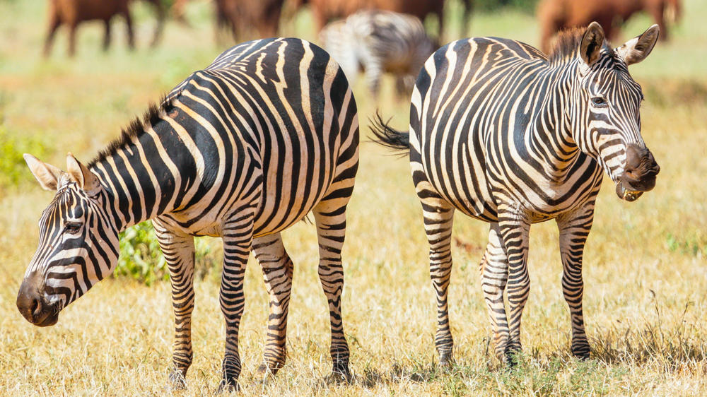 Tsavo East National Park
