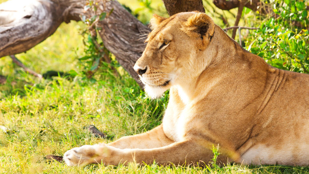 Amboseli National Park