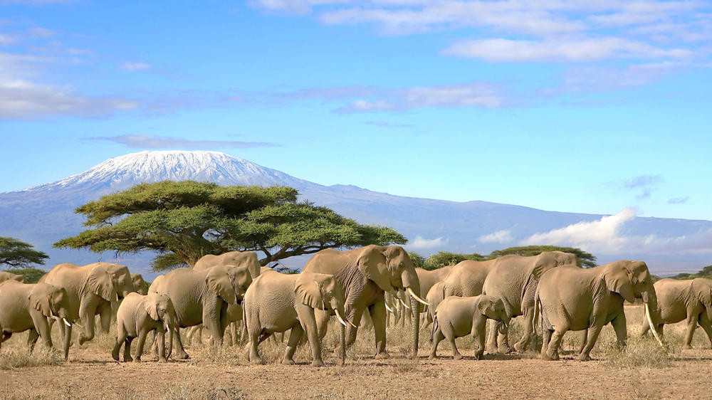 Amboseli National Park