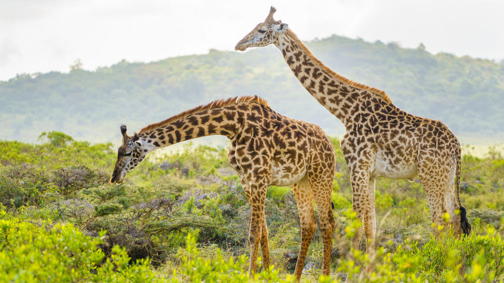 Arusha