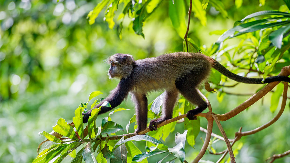 Lake Manyara National Park
