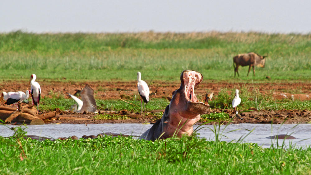 Lake Manyara National Park