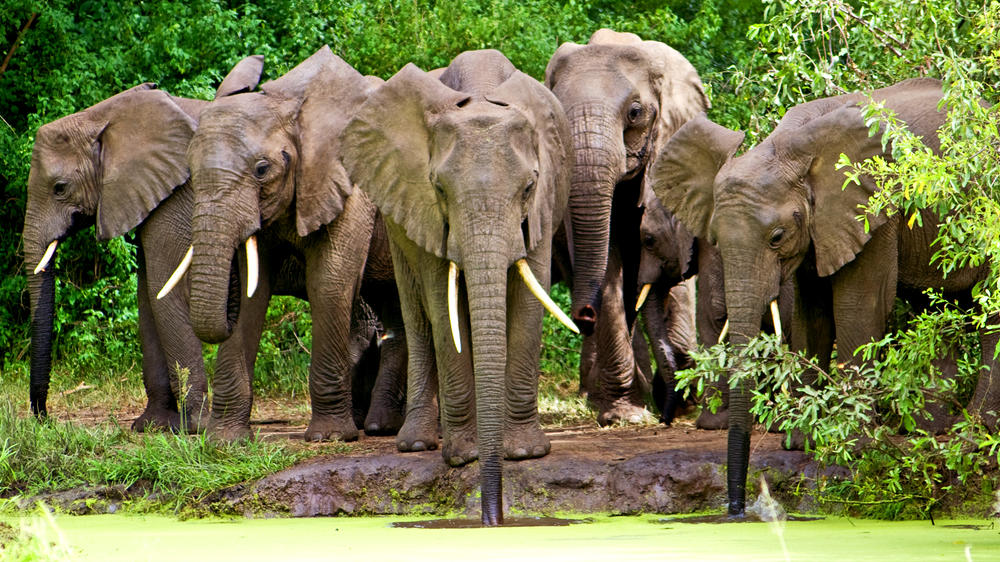 Lake Manyara National Park