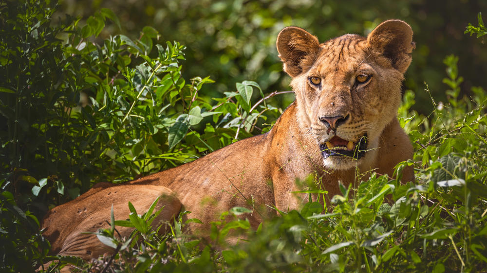 Lake Manyara National Park