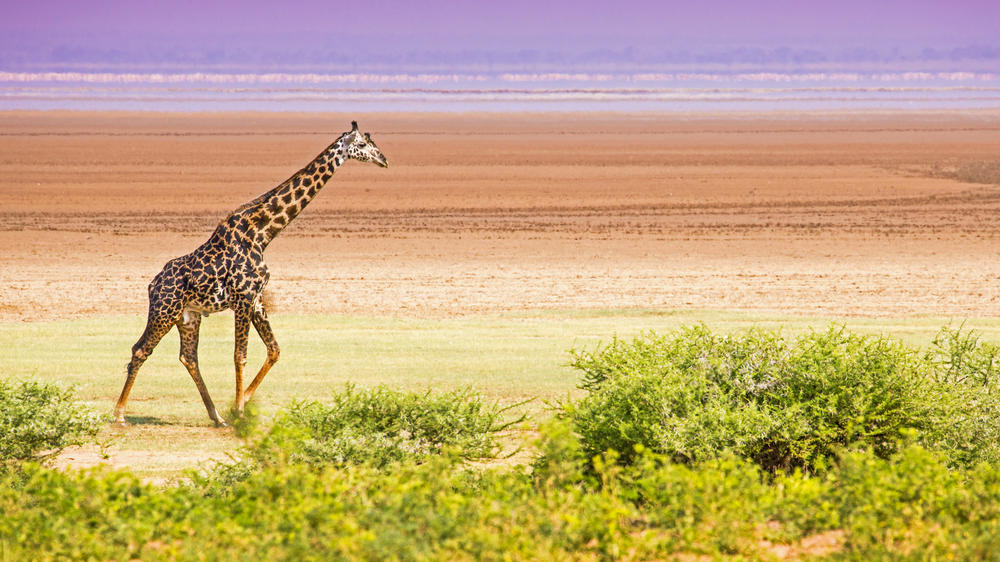 Lake Manyara National Park
