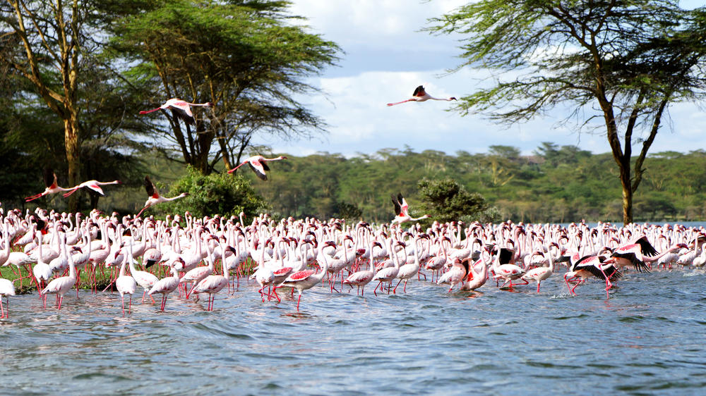 Lake Naivasha
