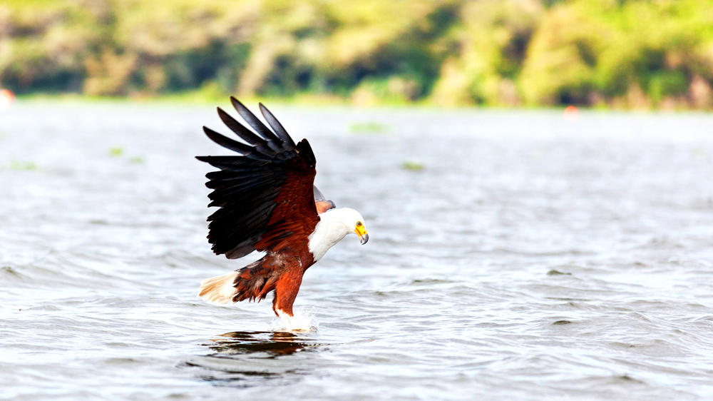 Lake Naivasha
