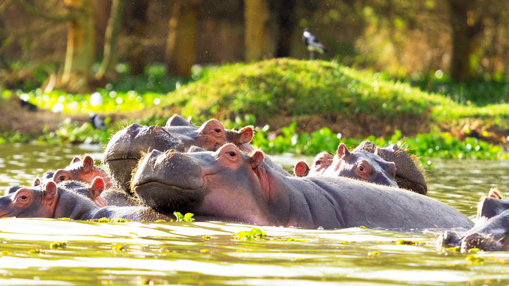 Lake Naivasha
