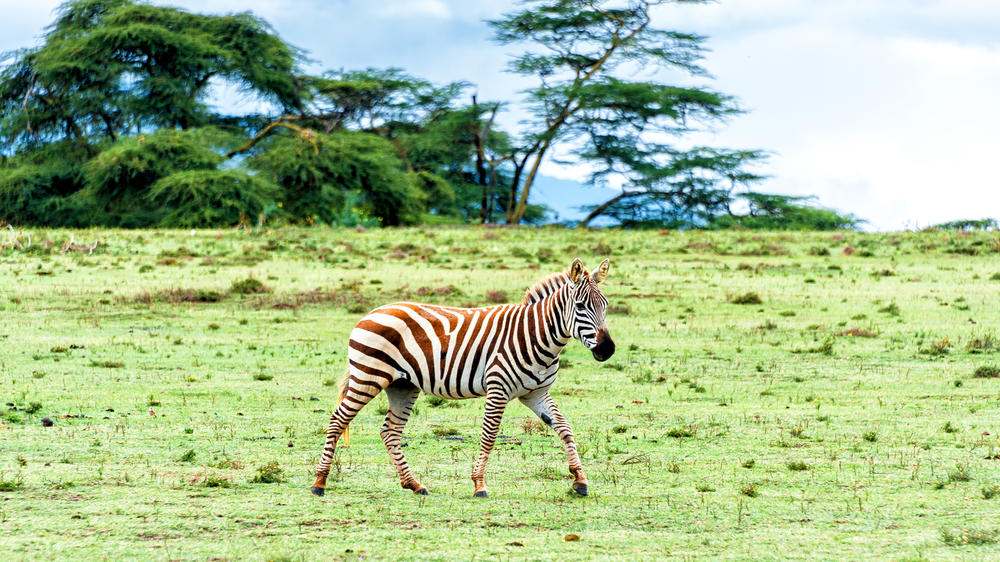 Lake Naivasha