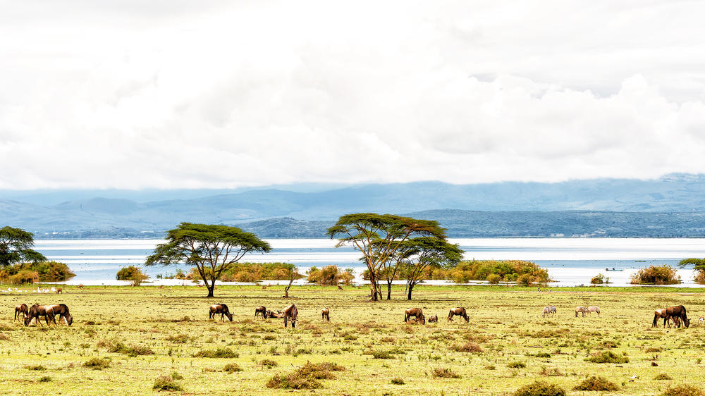 Lake Naivasha