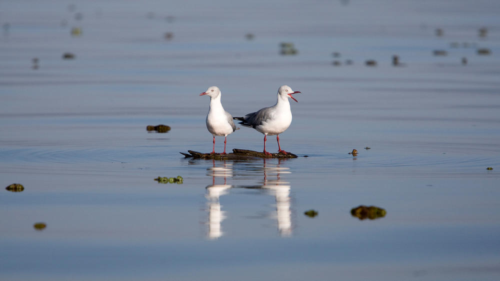 Lake Naivasha Sopa Resort