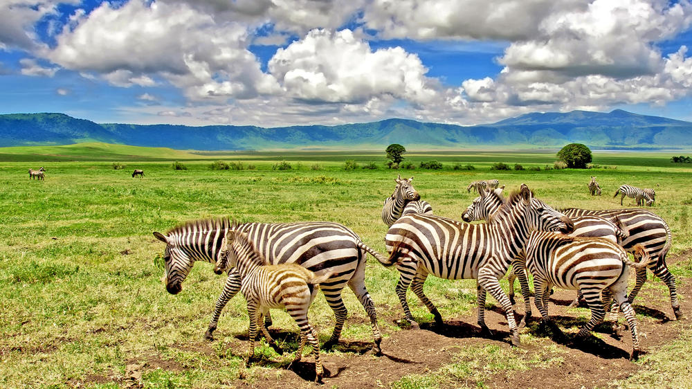 Ngorongoro Crater