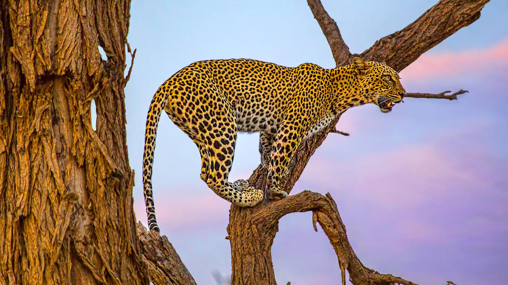 Samburu National Reserve