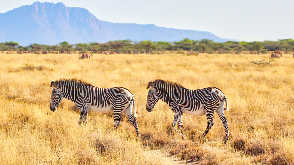Samburu National Reserve