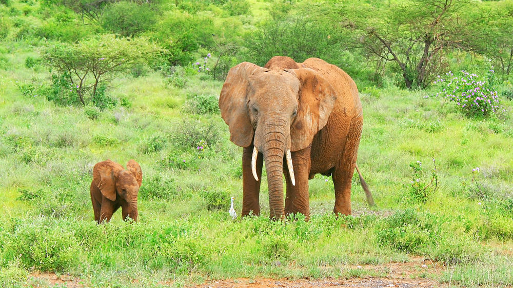 Samburu National Reserve