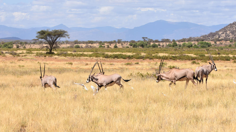 Samburu National Reserve