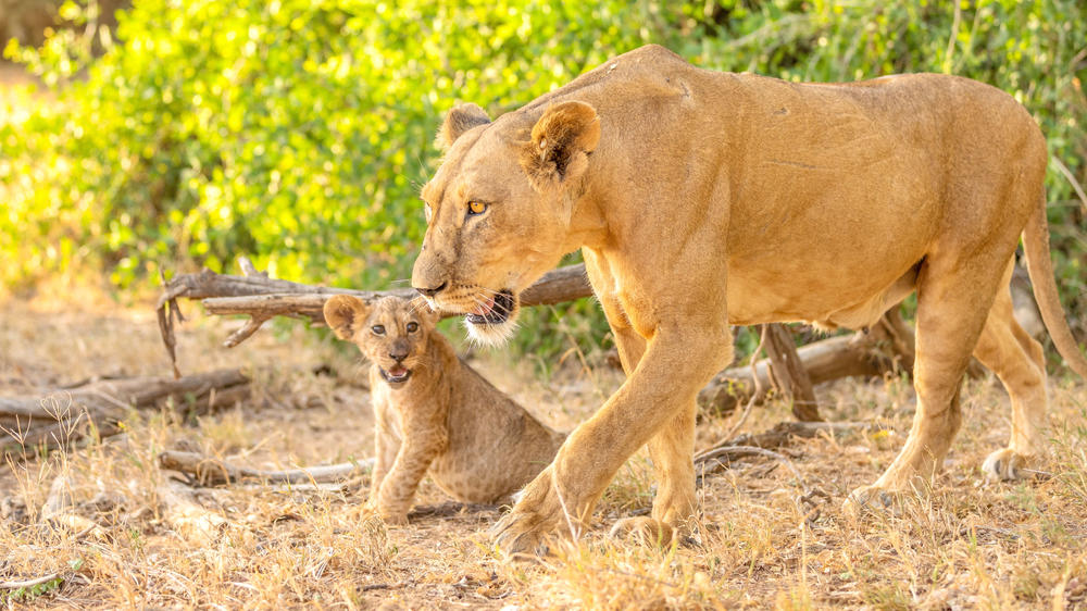 Samburu National Reserve