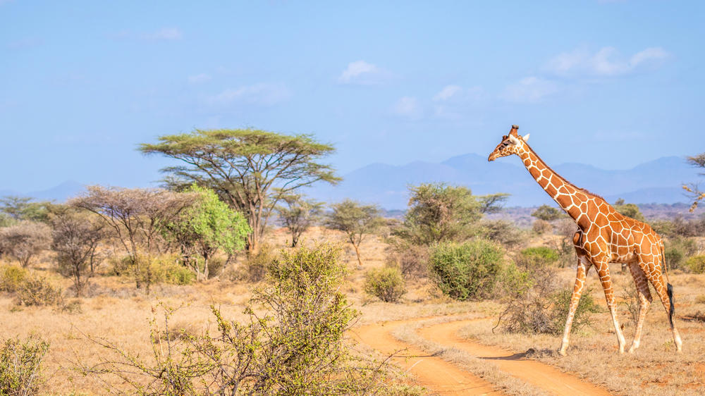 Samburu National Reserve