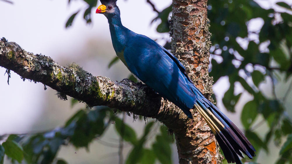 Bwindi Impenetrable Forest National Park