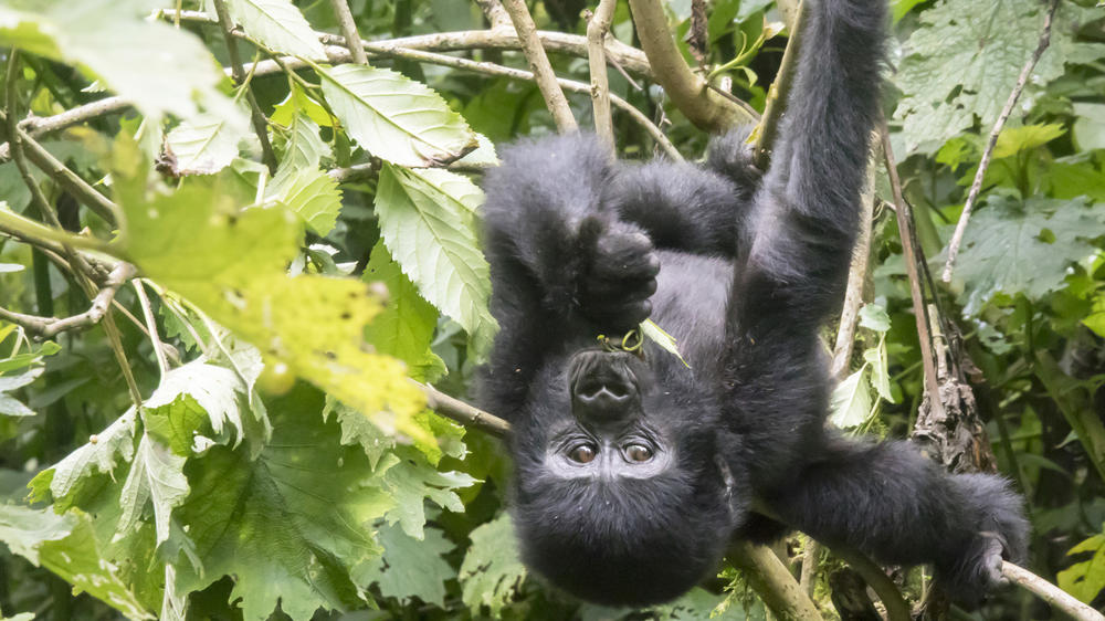 Bwindi Impenetrable Forest National Park