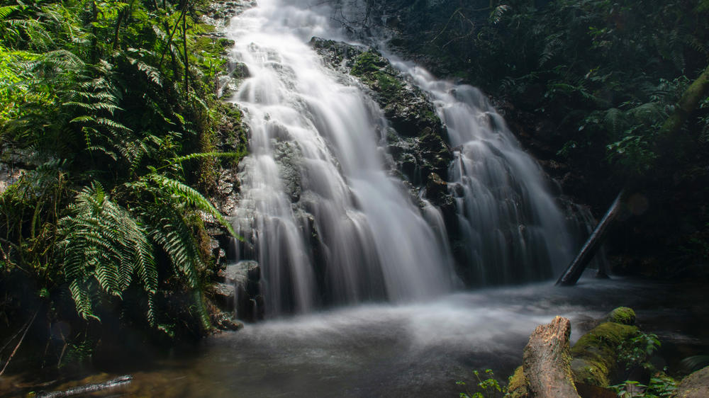 Bwindi Impenetrable Forest National Park