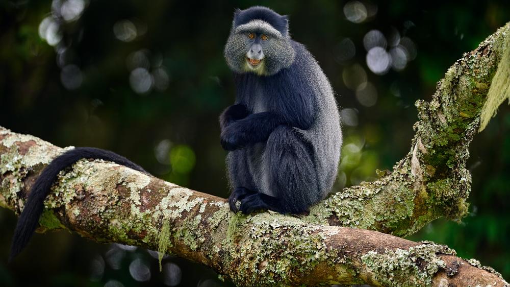 Bwindi Impenetrable Forest National Park