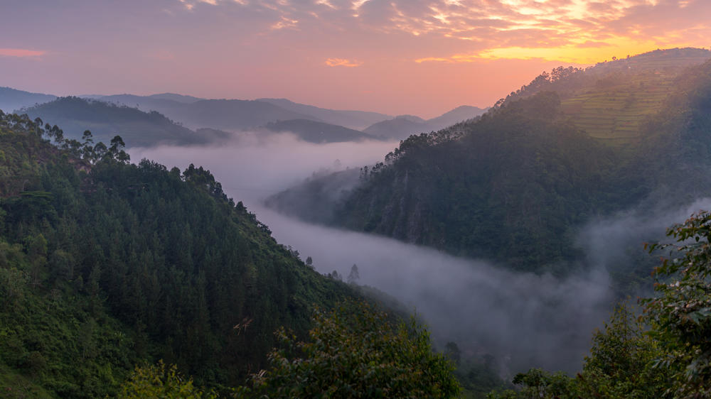 Bwindi Impenetrable Forest National Park