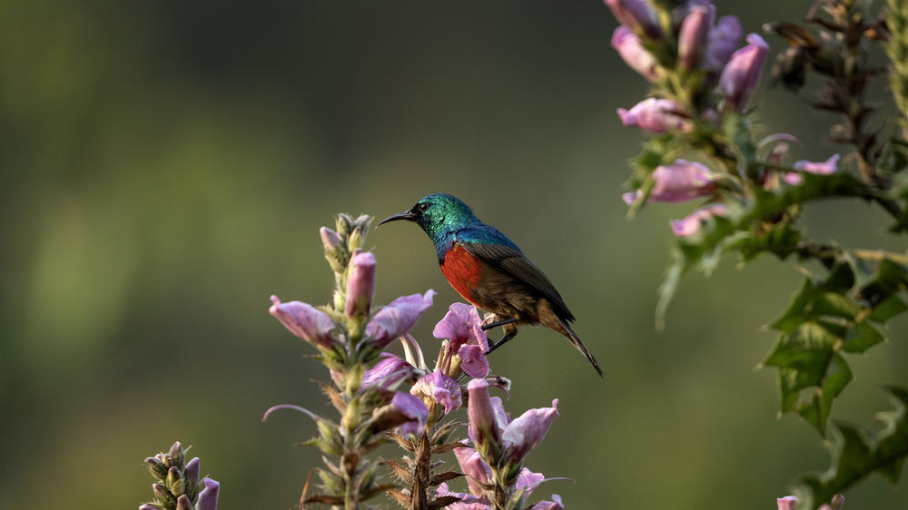 Bwindi Impenetrable Forest National Park