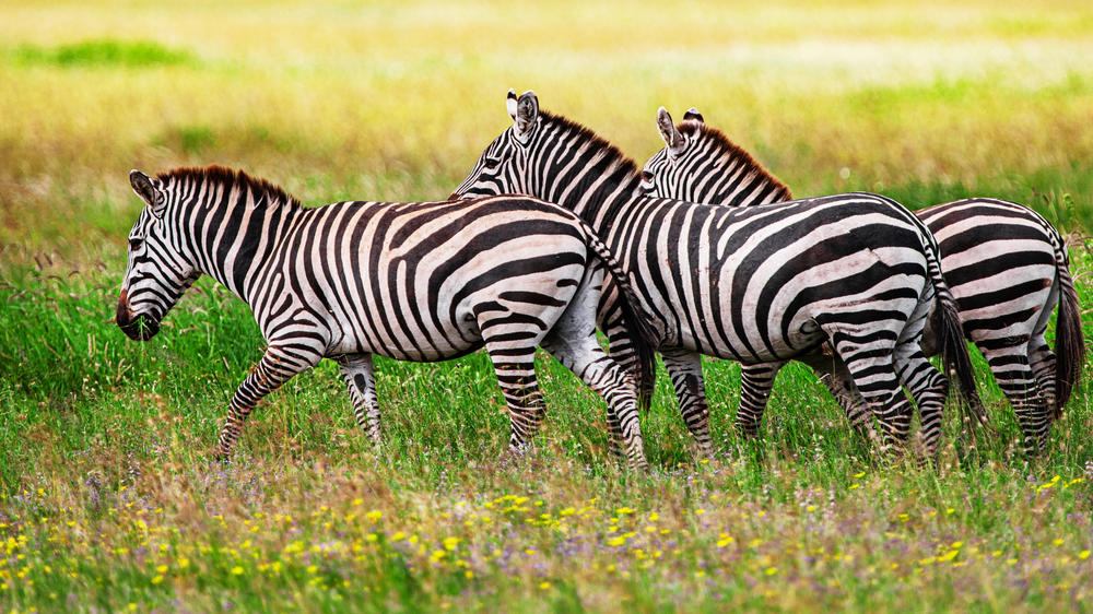 Serengeti National Park