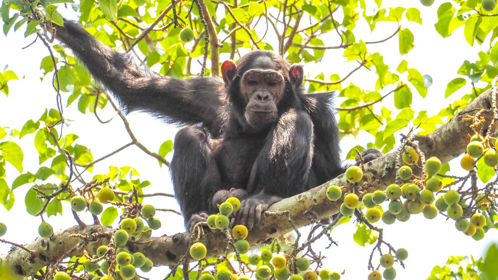Kibale Forest National Park