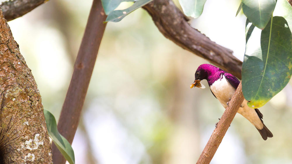 Kibale Forest National Park