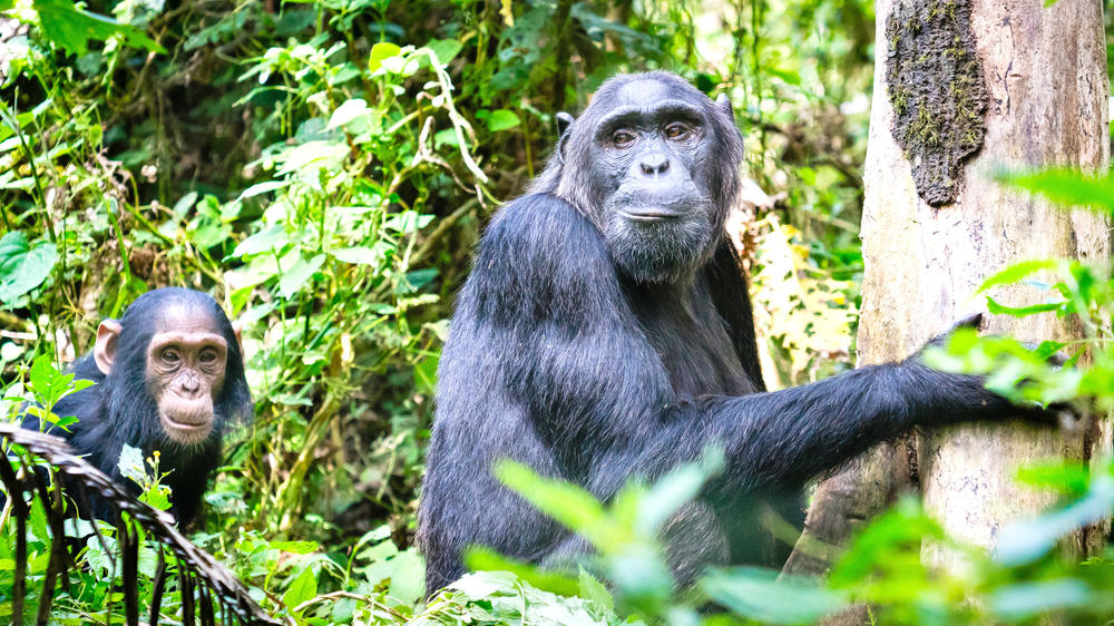 Kibale Forest National Park