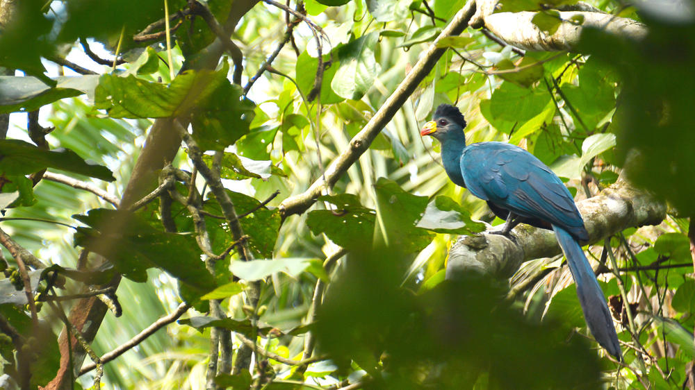 Kibale Forest National Park
