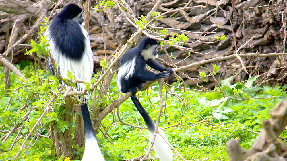 Kibale Forest National Park